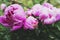 Colorful peony flower close up and rain drops, rain falling on peony flower