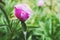 Colorful peony flower close-up and rain drops, rain falling on peony flower