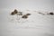 Colorful Perdix Perdix feathers contrasting with snow