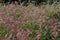 Colorful Persicaria longiseta, a species of flowering plant in the knotweed family