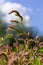 Colorful Persicaria longiseta, a species of flowering plant in the knotweed family