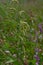 Colorful Persicaria longiseta, a species of flowering plant in the knotweed family