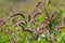 Colorful Persicaria longiseta, a species of flowering plant in the knotweed family