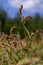 Colorful Persicaria longiseta, a species of flowering plant in the knotweed family