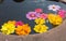 Colorful petal daisy and chrysanthemum
