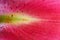 Colorful petal of lily, Pink background.