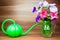 Colorful petunia blooms in a glass pitcher with watering can
