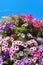 Colorful Petunia flowers