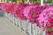 Colorful petunia flowers