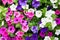 Colorful petunia flowers (background)