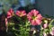 Colorful petunia flowers on the balcony. Small urban home garden with blooming plants. Sunny summer day