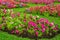 Colorful petunia garden