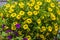 Colorful petunia plants in full bloom