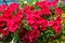 Colorful petunia plants in full bloom