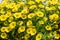 Colorful petunia plants in full bloom