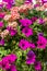 Colorful petunia plants in full bloom