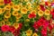 Colorful petunia plants in full bloom