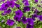 Colorful petunia plants in full bloom