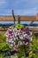 Colorful petunia plants in full bloom