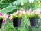 Colorful petunia spring and summer in hanging flowers pots