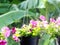 Colorful petunia spring and summer in hanging flowers pots