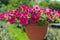 Colorful petunias in hanging pots