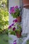 Colorful petunias in a pot in the open air on a wooden wall