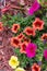 Colorful petunias in red mulch garden bed - green leaves and blurred background