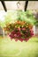 Colorful petunias in a suspended basket