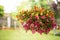 Colorful petunias in a suspended basket