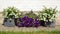 Colorful petunias in wooden tubs