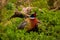 Colorful pheasant