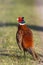 Colorful pheasant bird with beautiful plumage
