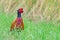 Colorful pheasant rooster upright in green meadow