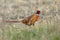 Colorful pheasant in spring field