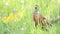 Colorful pheasant walking outdoor in the nature in spring