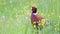 Colorful pheasant walking outdoor in the nature in spring