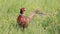 Colorful pheasant walking outdoor in the nature in spring