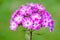 Colorful phlox flower on green blurred background. Multicolor petals. Blossom summer flower pink, fuchsia, white colors.