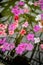 Colorful phlox flowers on water