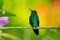 Colorful photo of an iridescent hummingbird perched in a Vervain plant