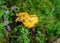 Colorful photo with mushroom close-up, traditional forest vegetation, heather, moss, ferns, grass, forest in autumn, mushroom