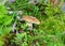 Colorful photo with mushroom close-up, traditional forest vegetation, heather, moss, ferns, grass, forest in autumn, mushroom