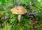 Colorful photo with mushroom close-up, traditional forest vegetation, heather, moss, ferns, grass, forest in autumn, mushroom