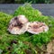 Colorful photo with mushroom close-up, traditional forest vegetation, heather, moss, ferns, grass, forest in autumn, mushroom