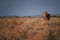 Colorful photo of Panthera leo, Southern African mane lion walking directly at camera in typical environment of Etosha pan. Ground