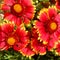 The colorful photo shows blooming flower gaillardia