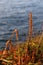 Colorful Photo of Yellow Grassy Plants with Calm Sea in the Background