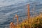 Colorful Photo of Yellow Grassy Plants with Calm Sea in the Background