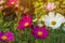 Colorful picotee cosmos flowers in garden